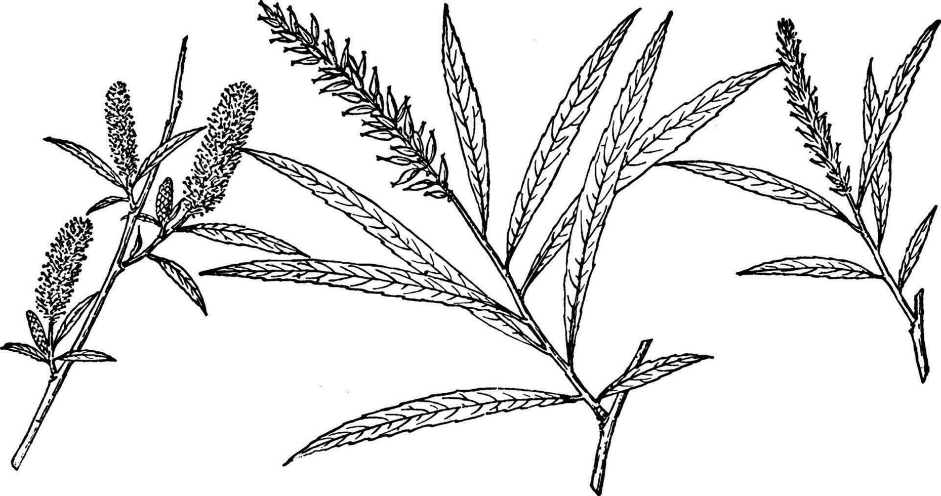 Ast von Salix fluviatilis Jahrgang Illustration. vektor