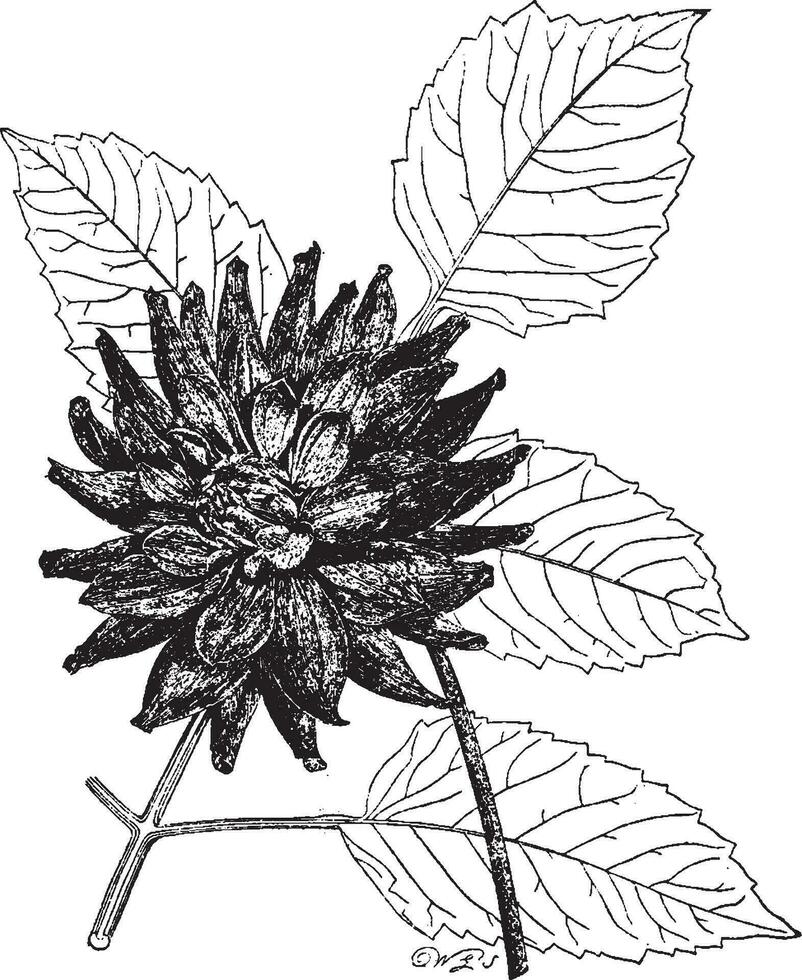 original- kaktus dahlia årgång illustration. vektor