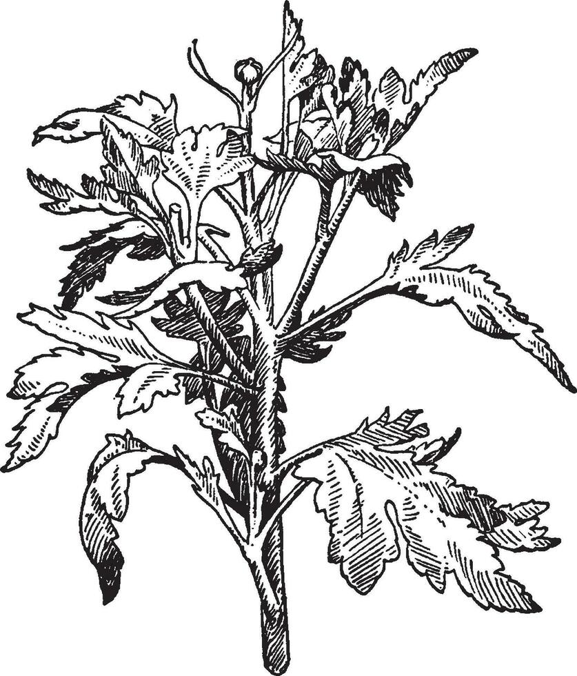 krysantemum krona knopp årgång illustration. vektor