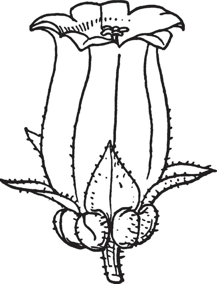 campanula årgång illustration. vektor