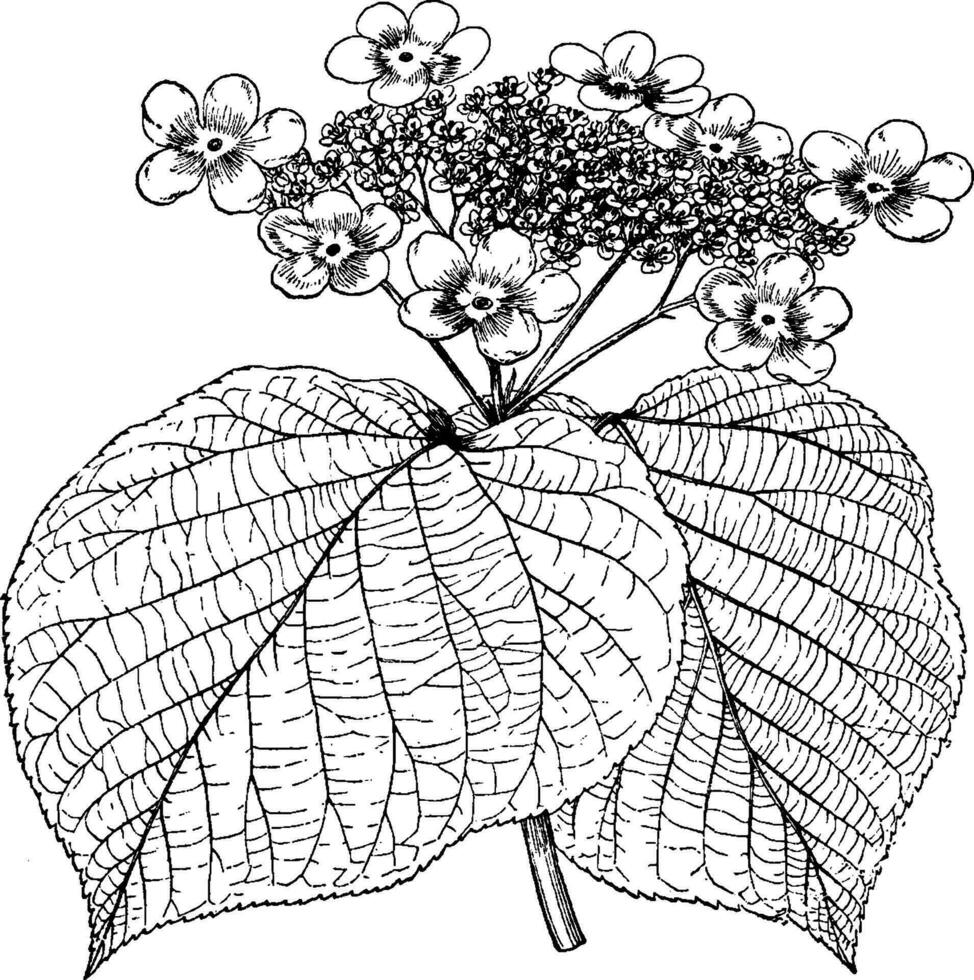 viburnum alnifolium årgång illustration. vektor