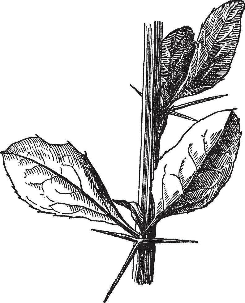 berberis vulgaris vintage illustration. vektor