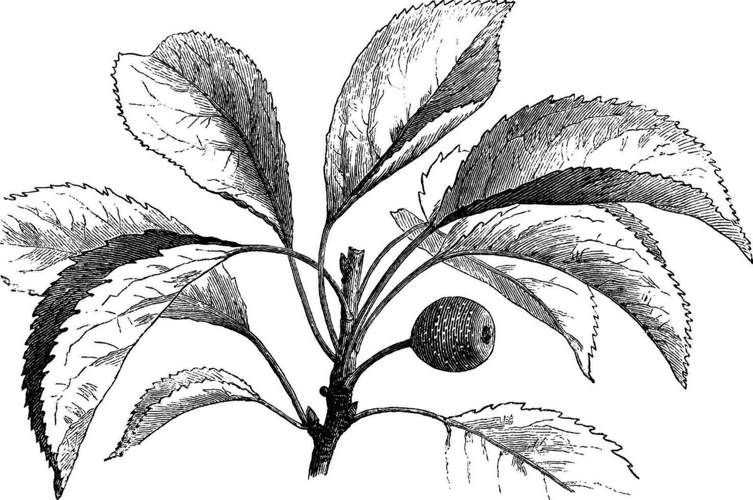 pyrus betulaefolia årgång illustration. vektor