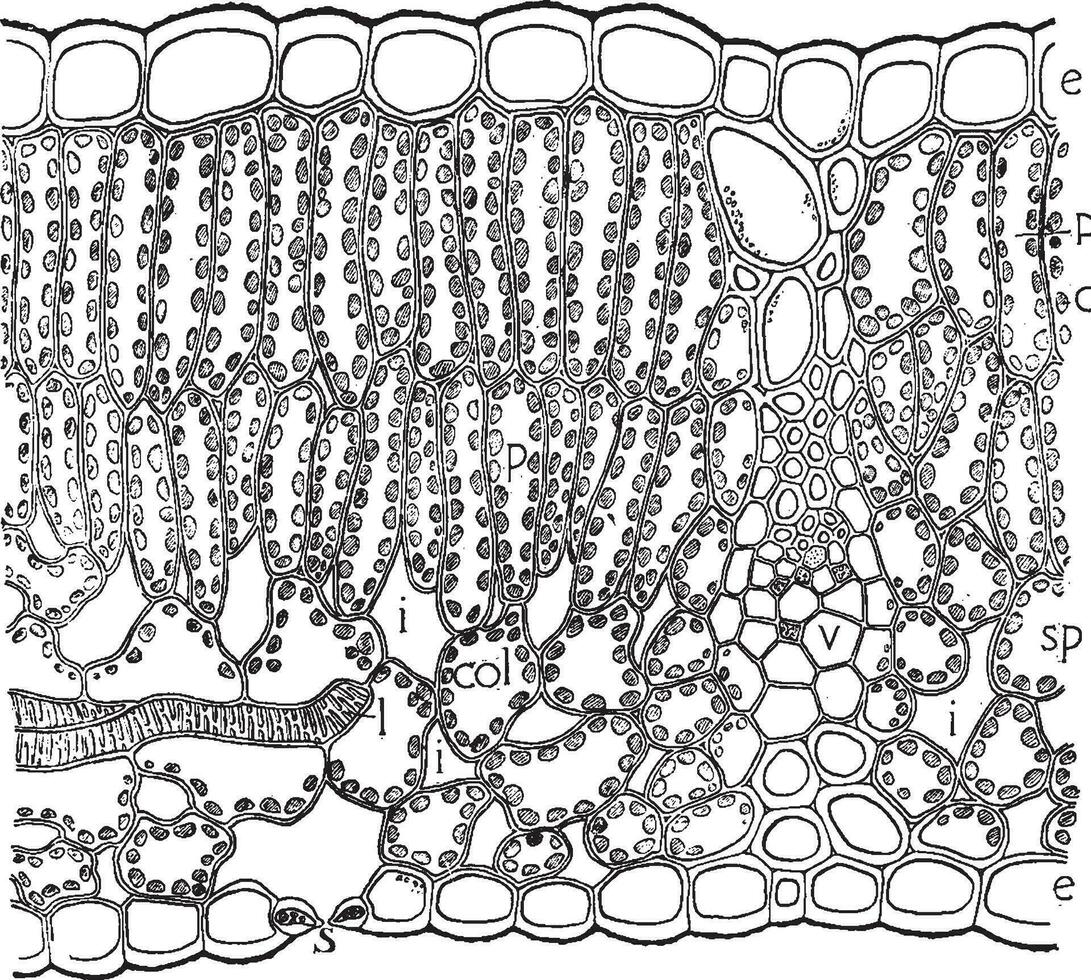 epidermis årgång illustration. vektor