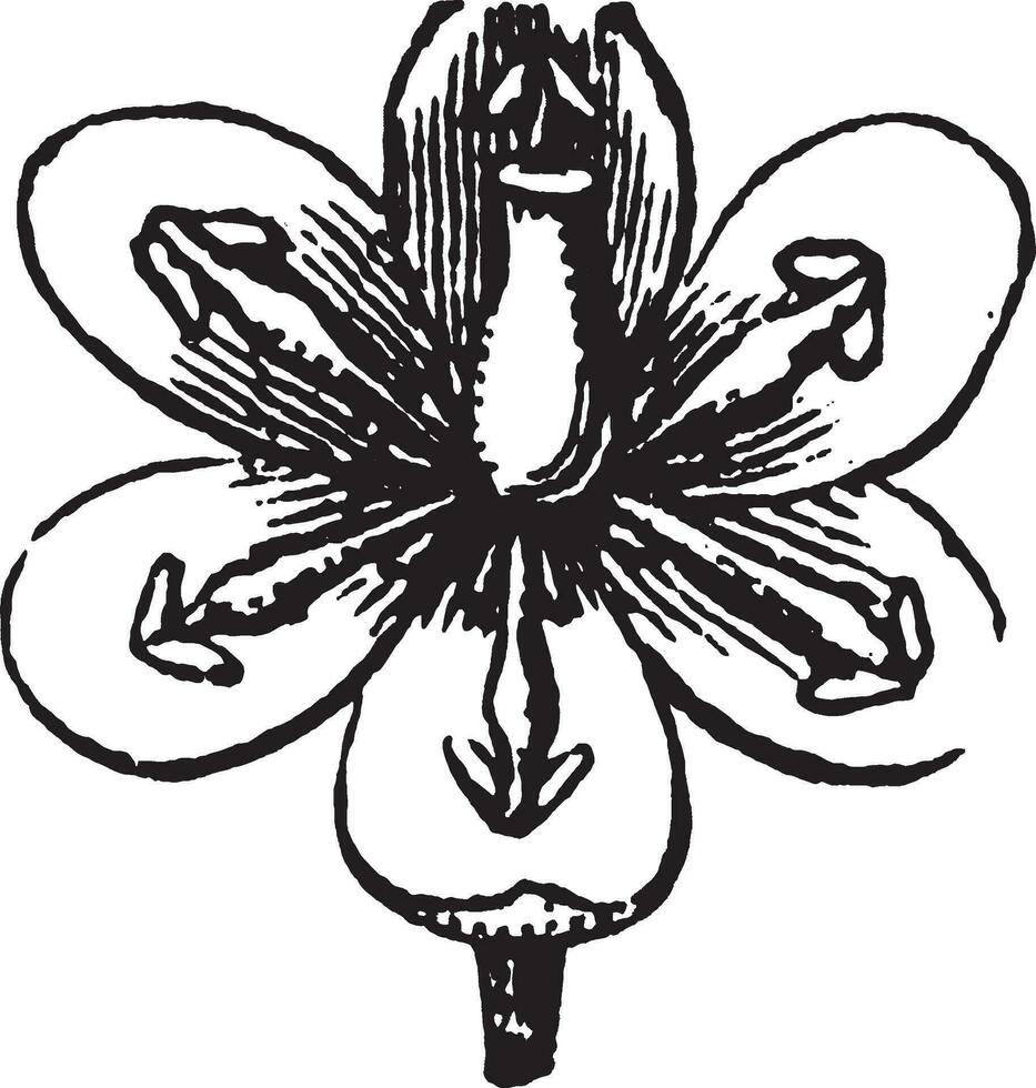 Berberitze, Blume, vergrößert, Individuell, Blütenblätter, zylindrisch, Staubblatt Jahrgang Illustration. vektor