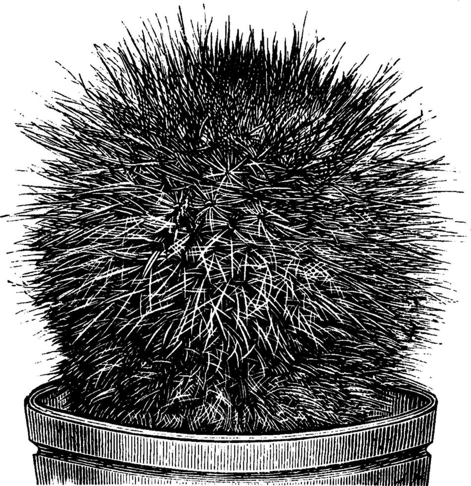 mammillaria sanguinea årgång illustration. vektor