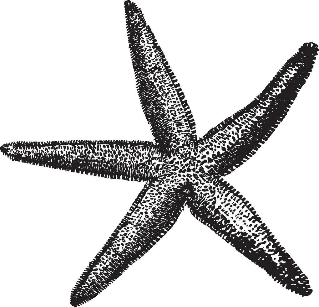 allmänning sjöstjärna, årgång illustration. vektor
