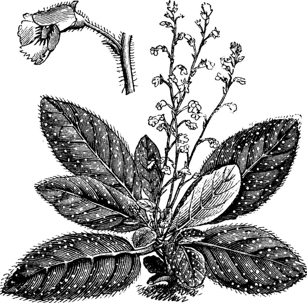 Gewohnheit und freistehend Single Blume von koellikeria Argyrostigma Jahrgang Illustration. vektor