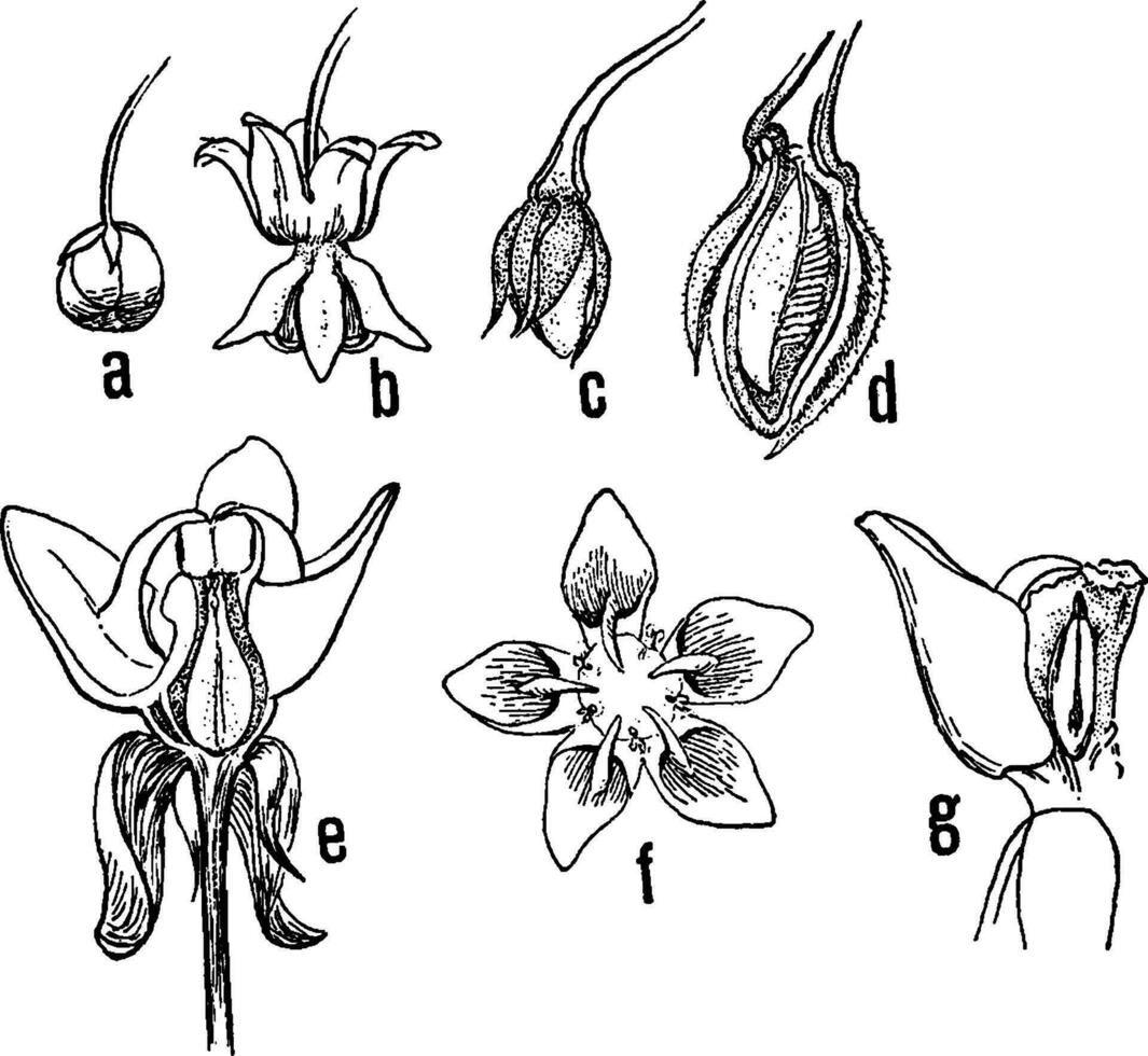 milkweed stadier årgång illustration. vektor