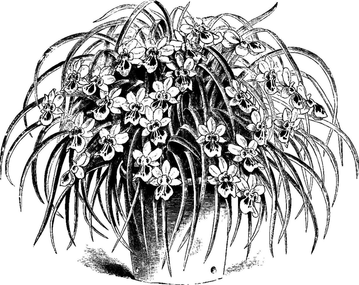 Miltonia Phalaenopsis Jahrgang Illustration. vektor