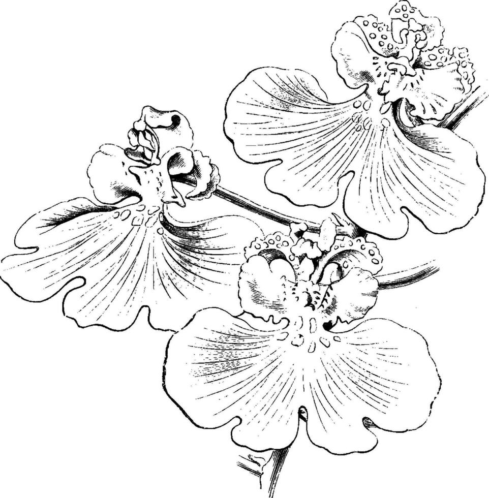 blommor av oncidium varicosum årgång illustration. vektor