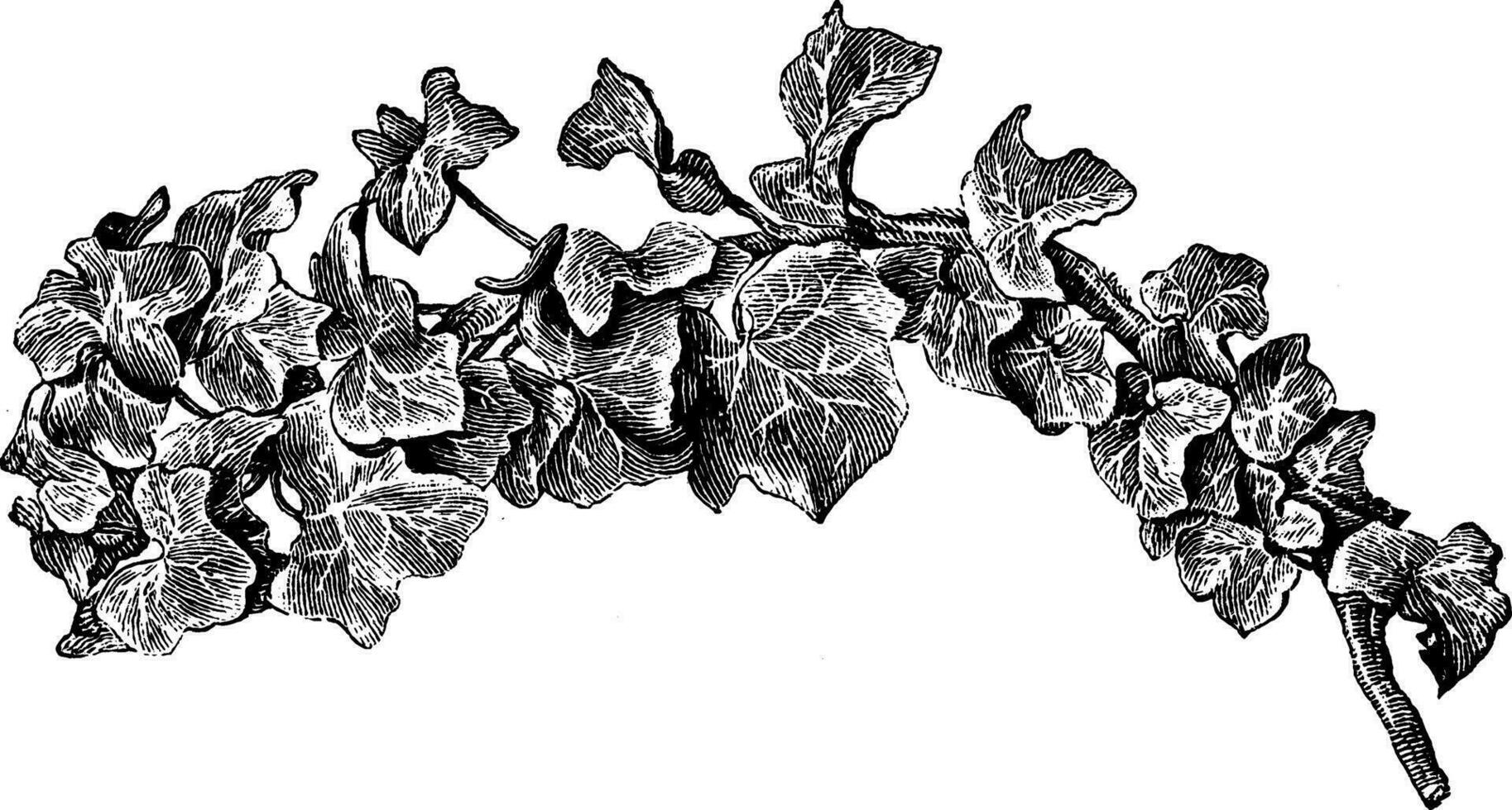 hedera Wendel Konglomerat Jahrgang Illustration. vektor