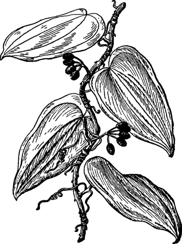 Sarsaparille, Beere, Früchte, Pflanzen Jahrgang Illustration. vektor