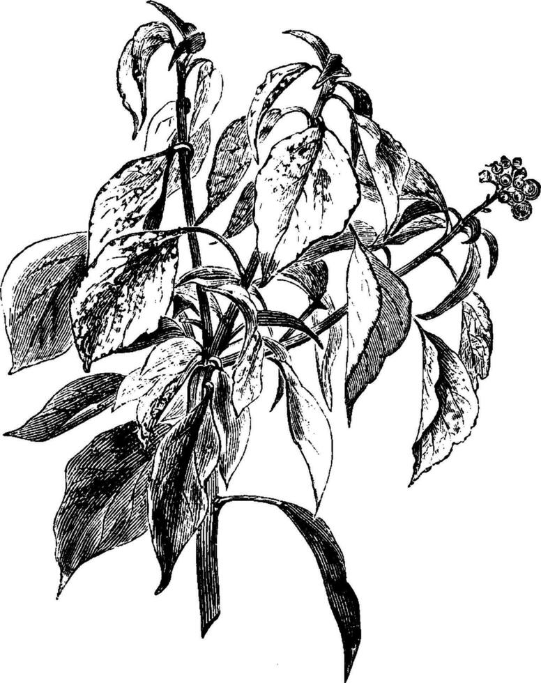 hedera Wendel Baumpflege Aurea maculata Jahrgang Illustration. vektor