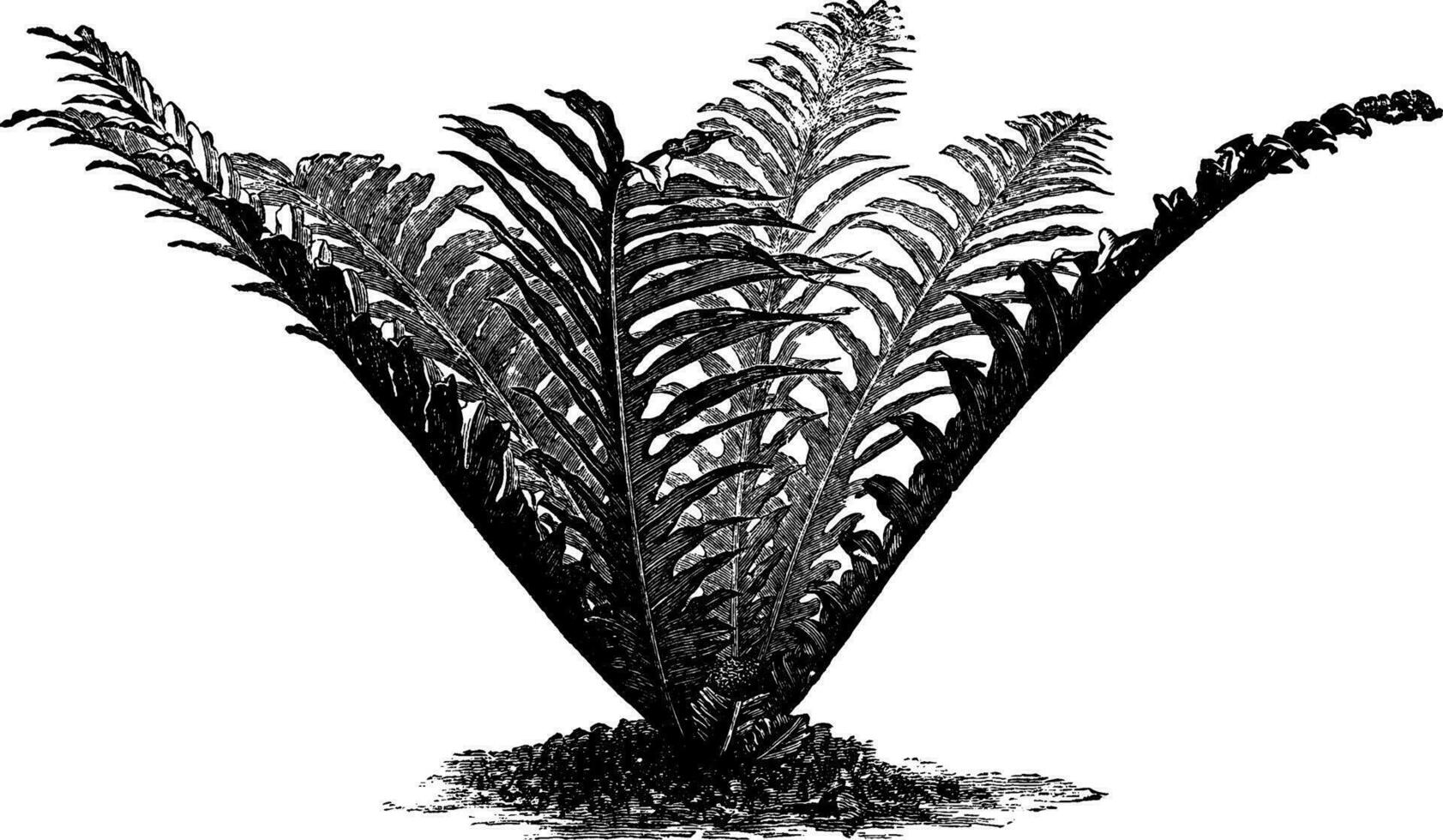 polypodium heracleum årgång illustration. vektor