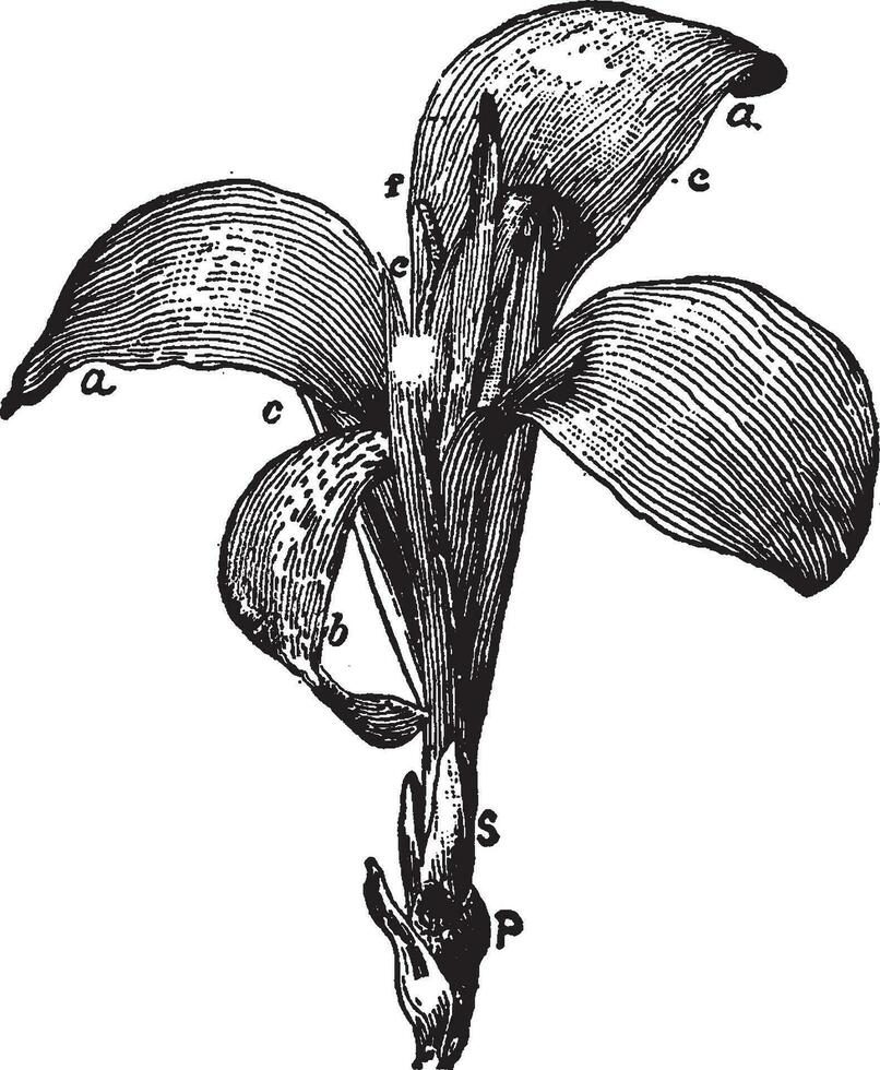 delar av de canna blomma årgång illustration. vektor