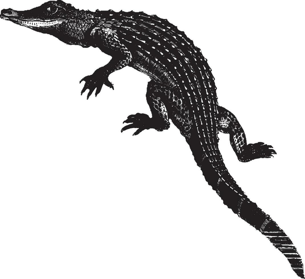 alligator, årgång illustration. vektor