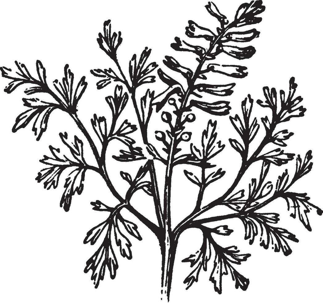 allmänning, fumitory, fumaria, officinalis, örtartad, årlig, blommande, växt, vallmo, papaveraceae årgång illustration. vektor
