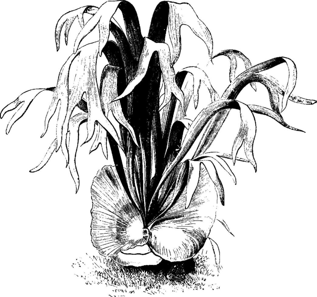 platycerium alcicorne årgång illustration. vektor