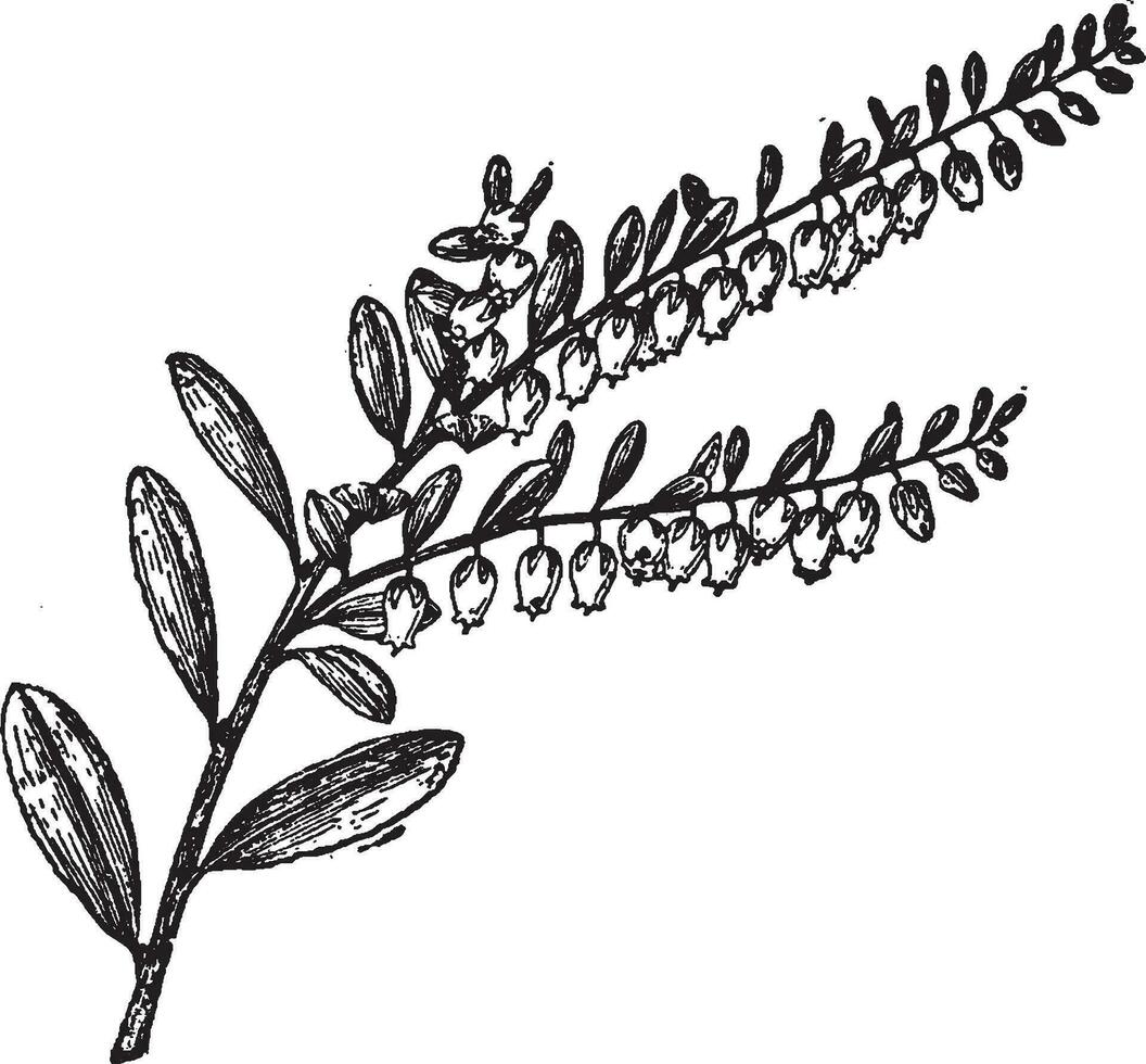 Chamaedaphne calyculata Jahrgang Illustration. vektor