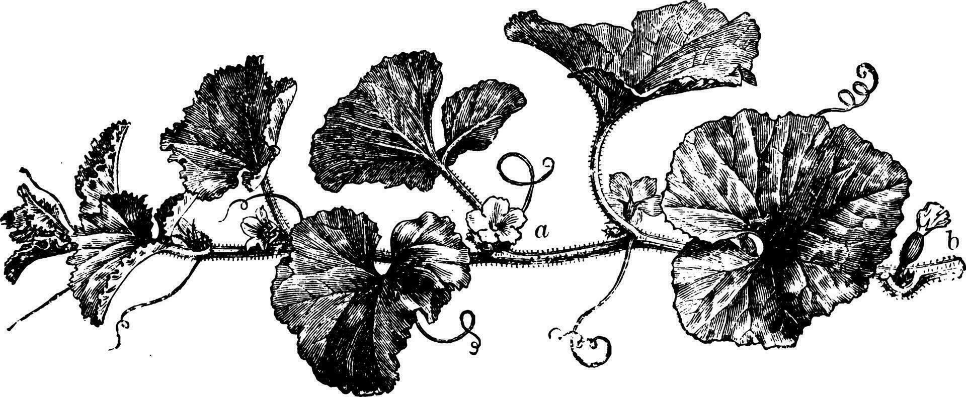 seitlich Wachstum von Melone Jahrgang Illustration. vektor