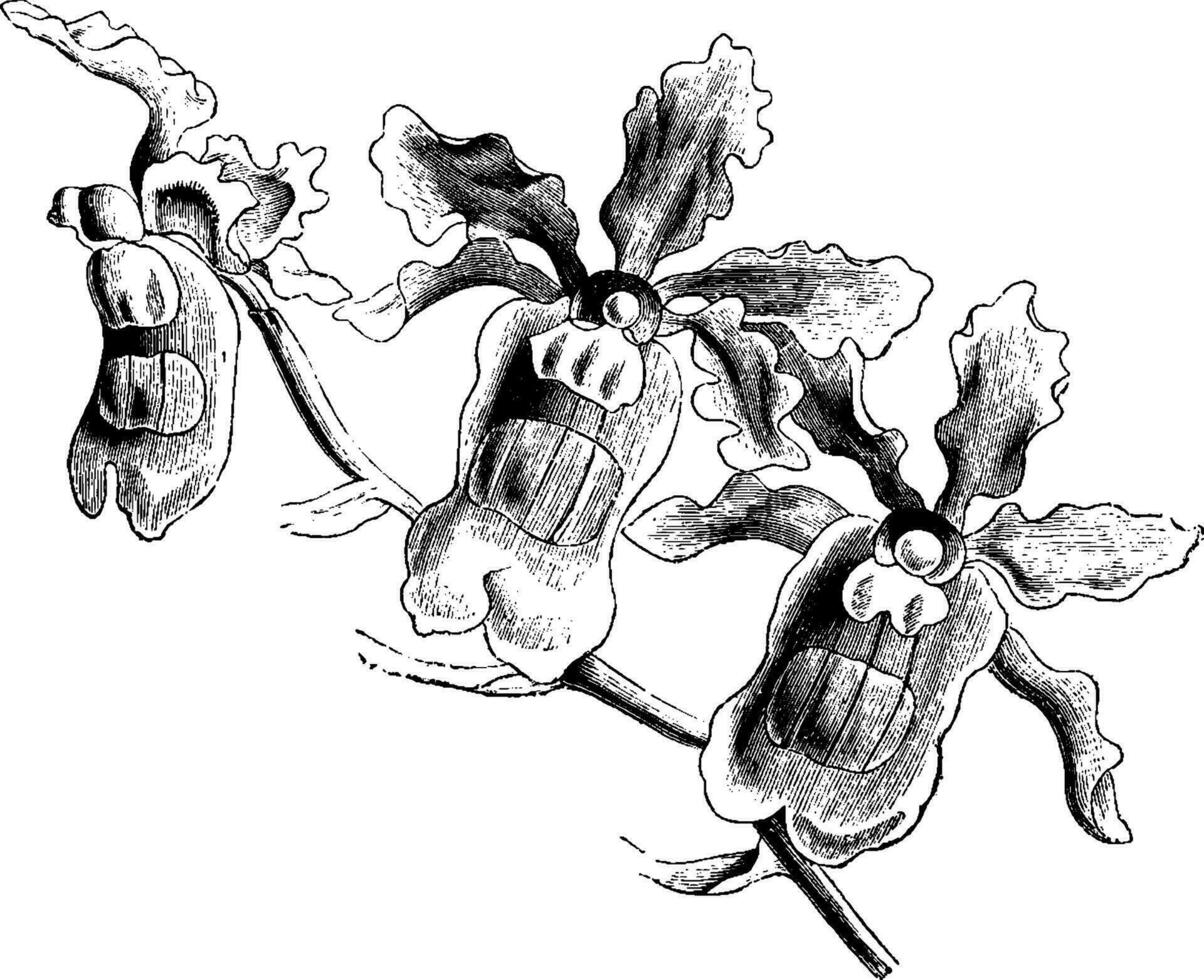 Blumen von Miltonia warscewiczii Jahrgang Illustration. vektor