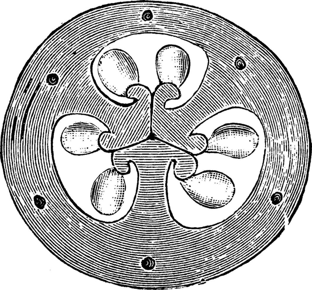 Kreuz Sektion von Eierstock von Blume von Iris Jahrgang Illustration. vektor