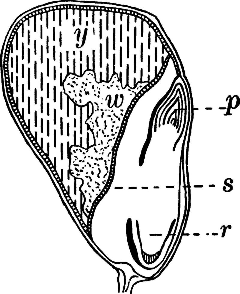 majs spannmål årgång illustration. vektor