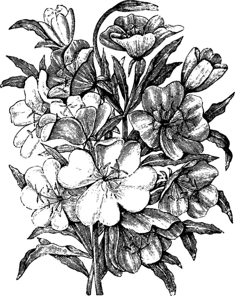 oenothera albicaulis och oenothera californica årgång illustration. vektor