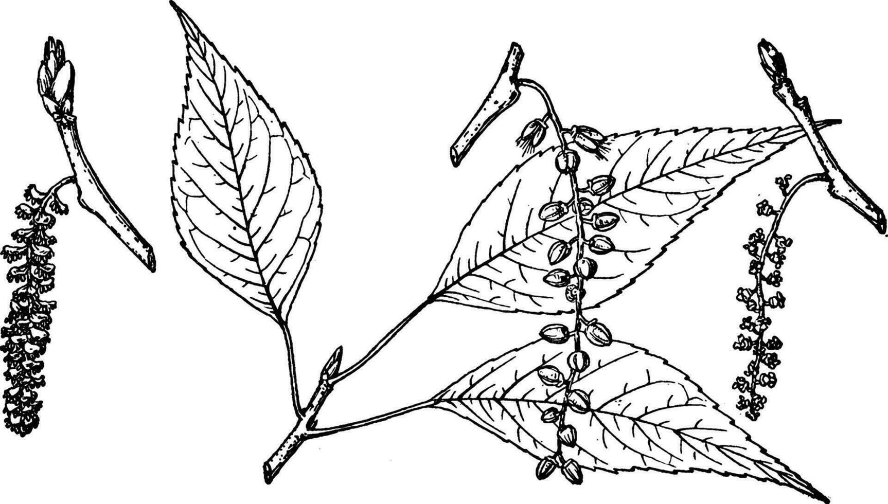 gren av populus acuminata årgång illustration. vektor