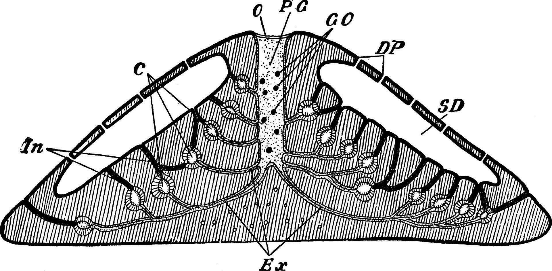 spongilla, årgång illustration. vektor