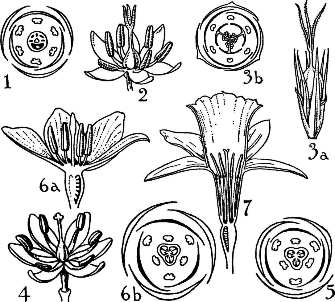 ponteriaceae, juncaceae, liliaceae, och Amaryllidaceae order årgång illustration. vektor