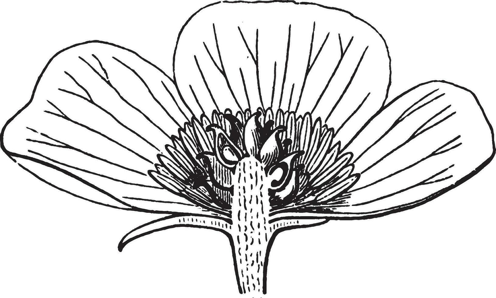 Anemone Blume Jahrgang Illustration. vektor