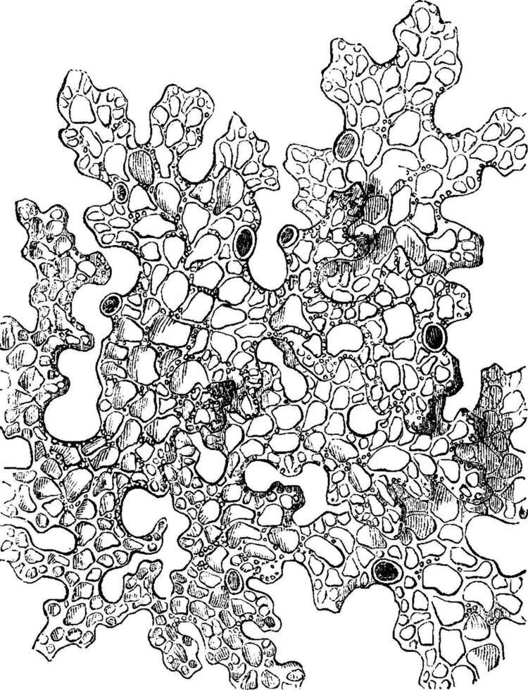 Baum Lungenkraut Jahrgang Illustration. vektor