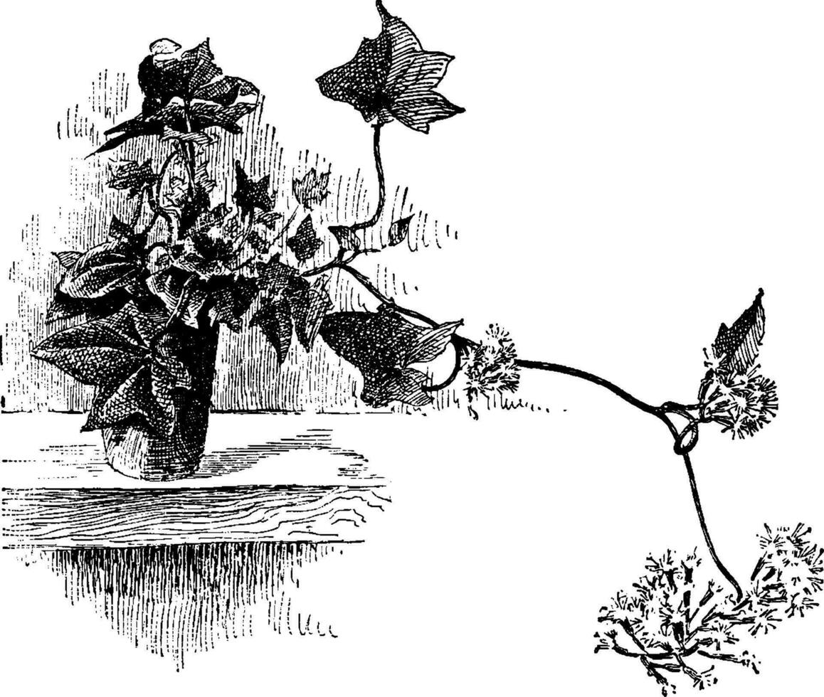 senecio mikanioides Jahrgang Illustration. vektor