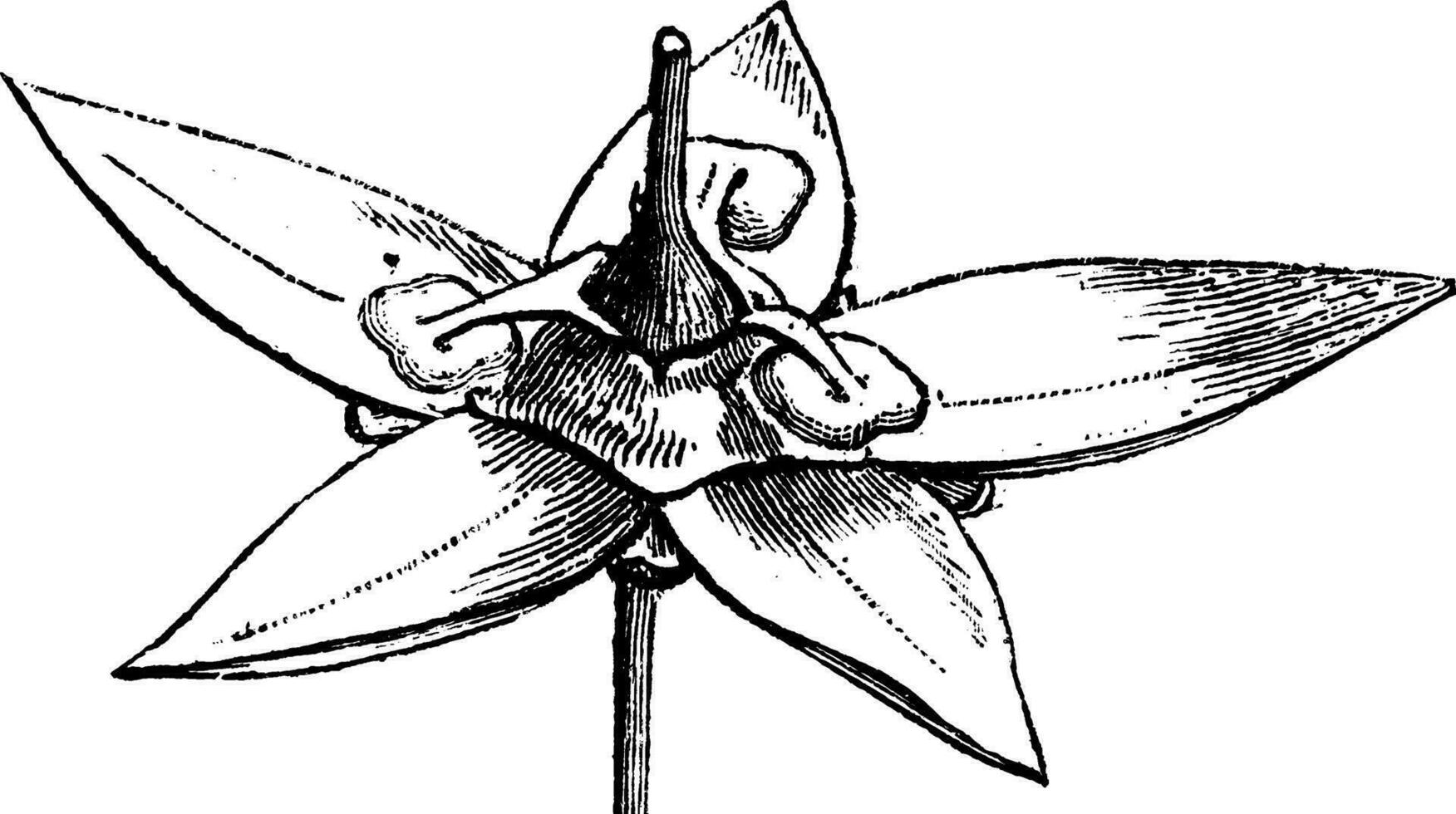 extrostisch Staubblätter von Blume von Mitarbeiter Ranke Jahrgang Illustration. vektor