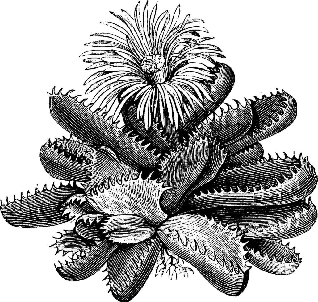 mesembryanthemum tigrinum årgång illustration. vektor