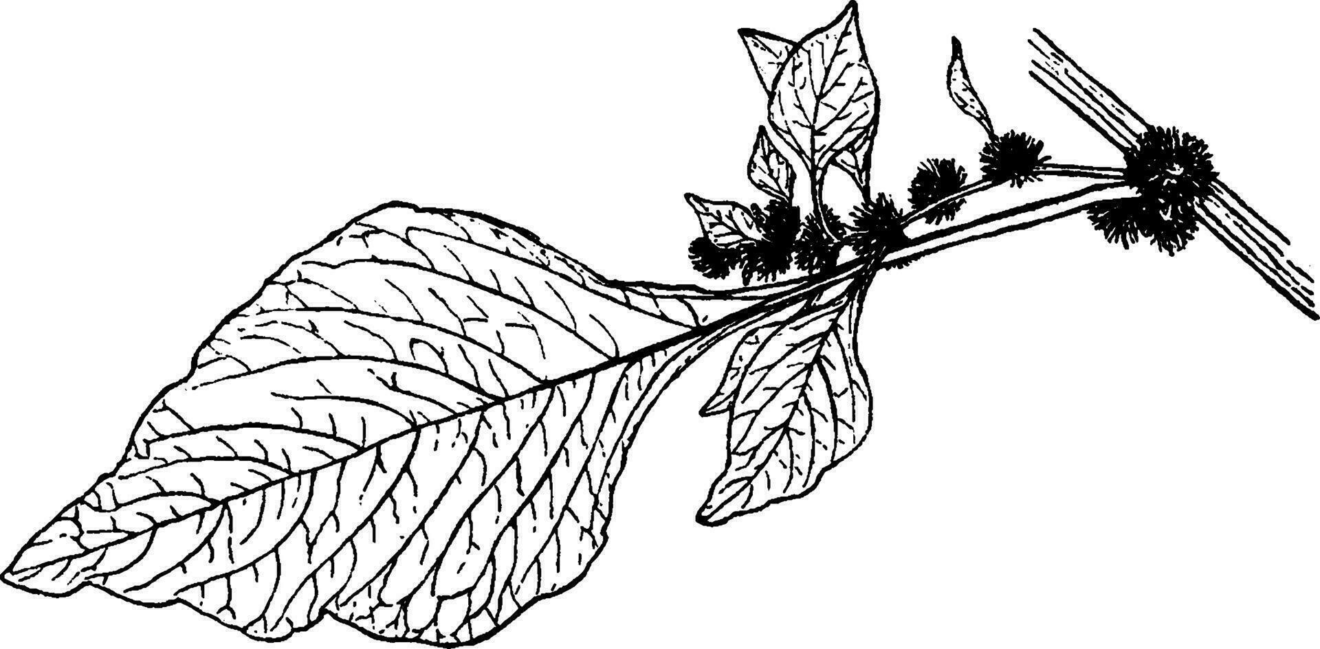 amarantus gangeticus årgång illustration. vektor