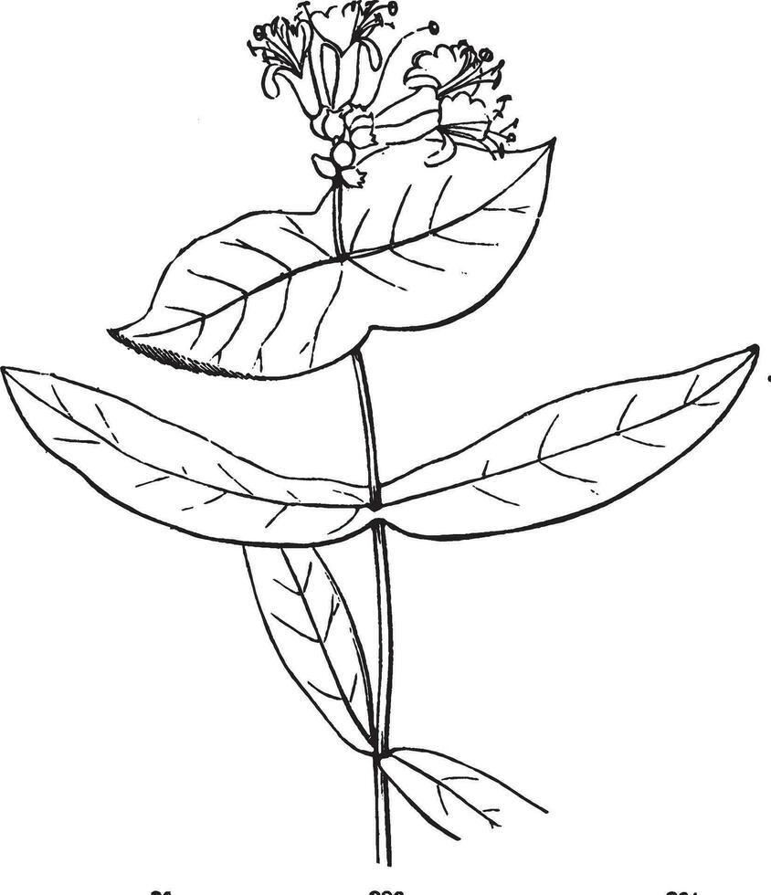 blume, geißblatt, wölbung, sträucher, windung, ranken, caprifoliaceae, trauben vintage illustration. vektor