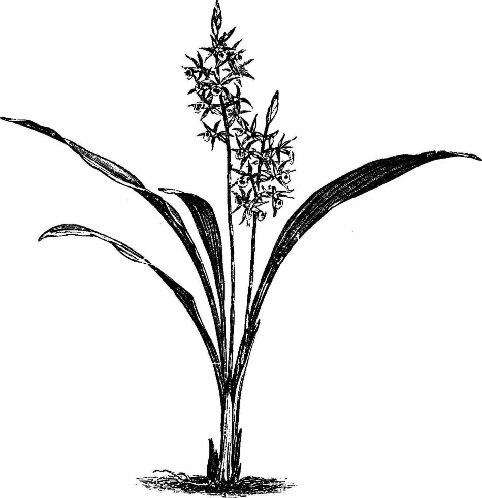 phaios grandifolius Jahrgang Illustration. vektor