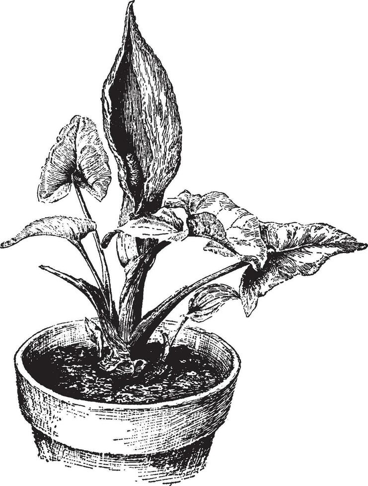 arum italicum årgång illustration. vektor