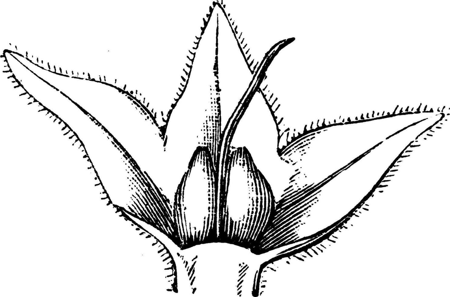 sepal och frukt av vallört årgång illustration. vektor