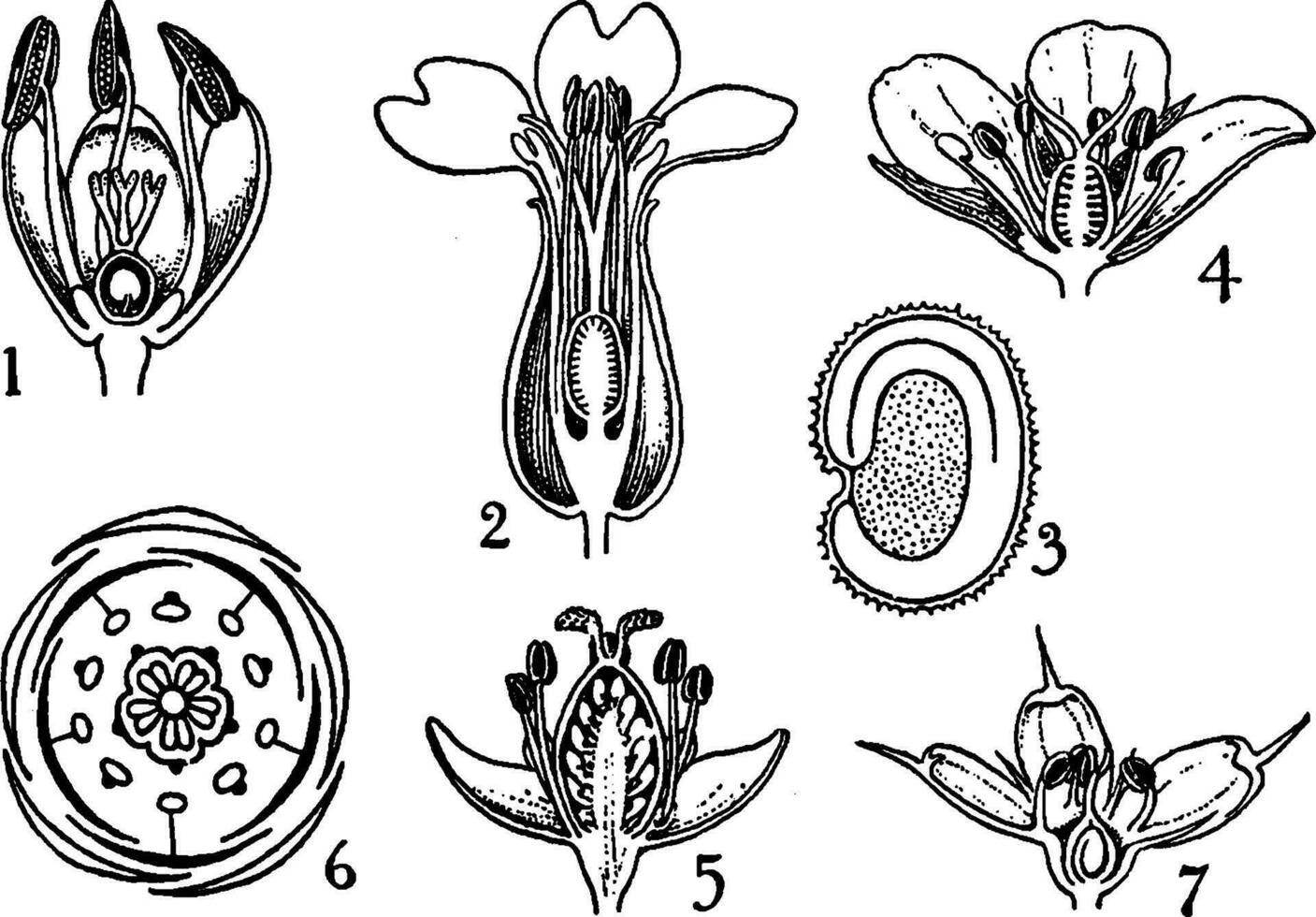 Bassellaceae und Caryophyllaceae bestellen Jahrgang Illustration. vektor