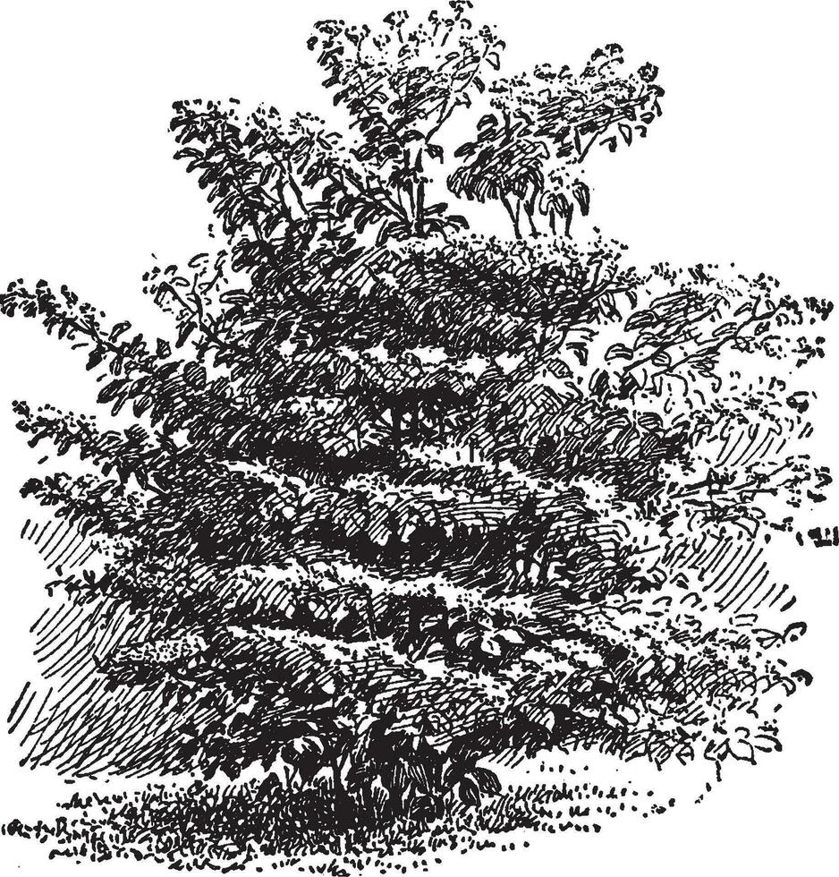 Hornhaut alternifolia Jahrgang Illustration. vektor