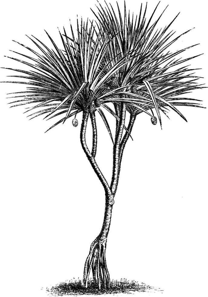 Pandanus, utilis, schrauben, Kiefer, Blätter, Stengel Jahrgang Illustration. vektor