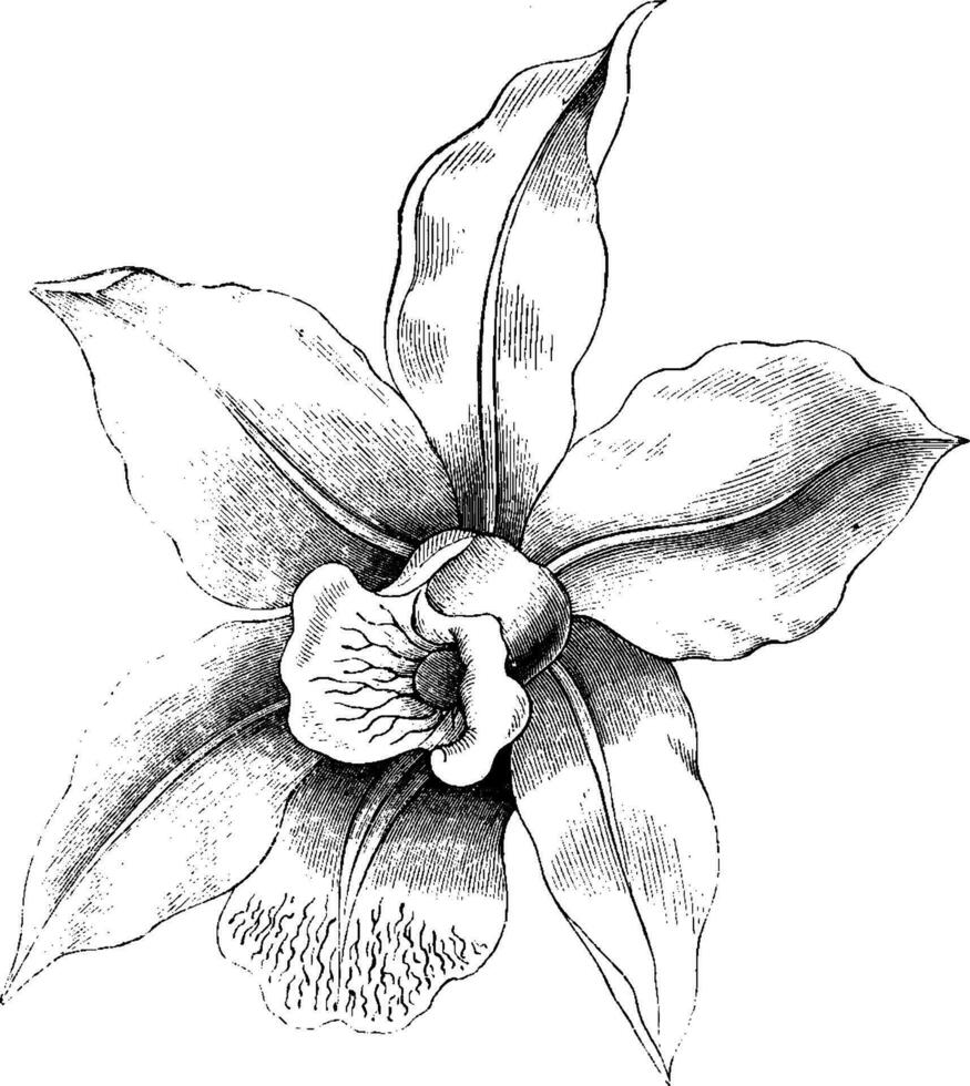 Blume von Laelia Anzeps Jahrgang Illustration. vektor