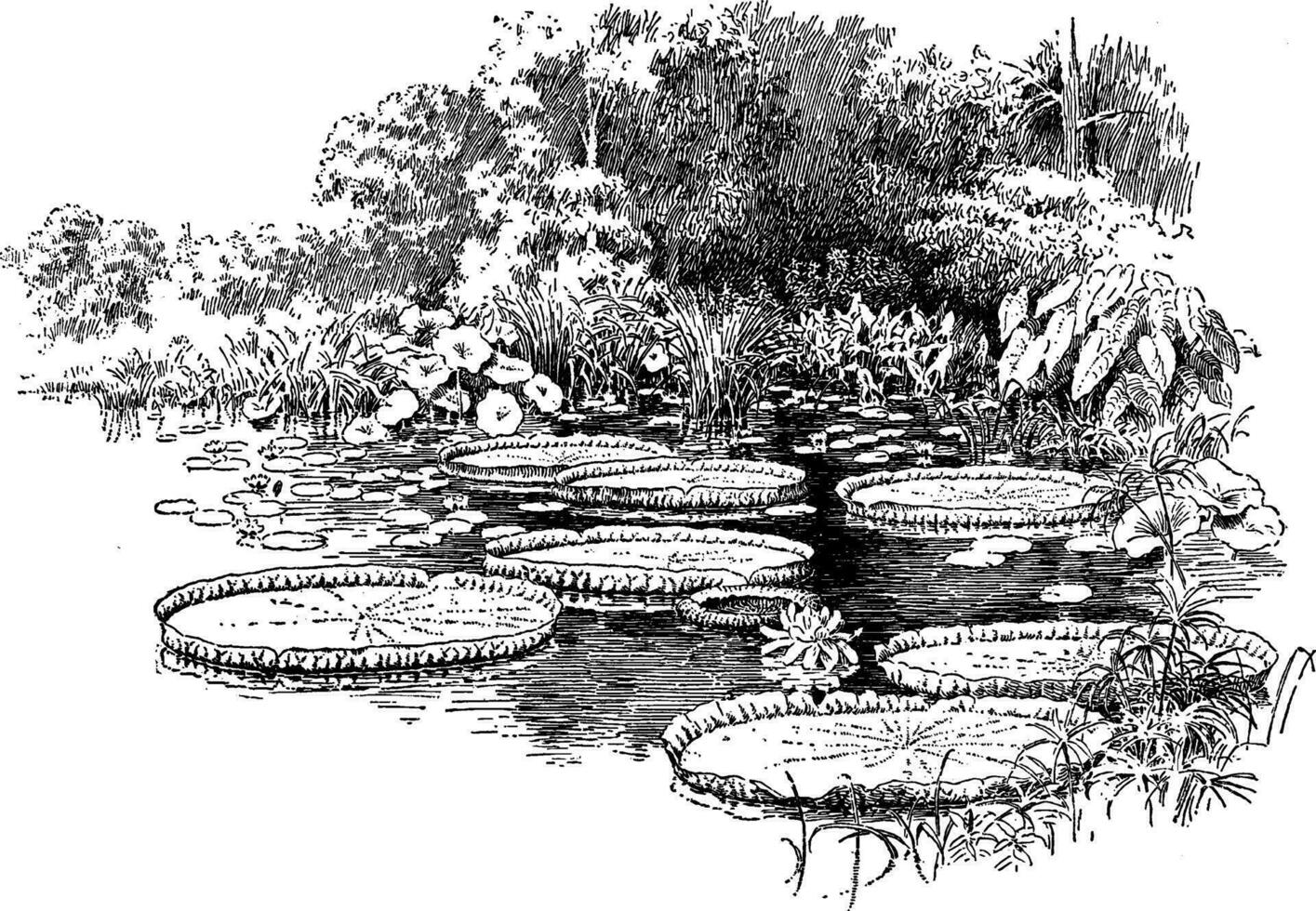 victoria regia årgång illustration. vektor