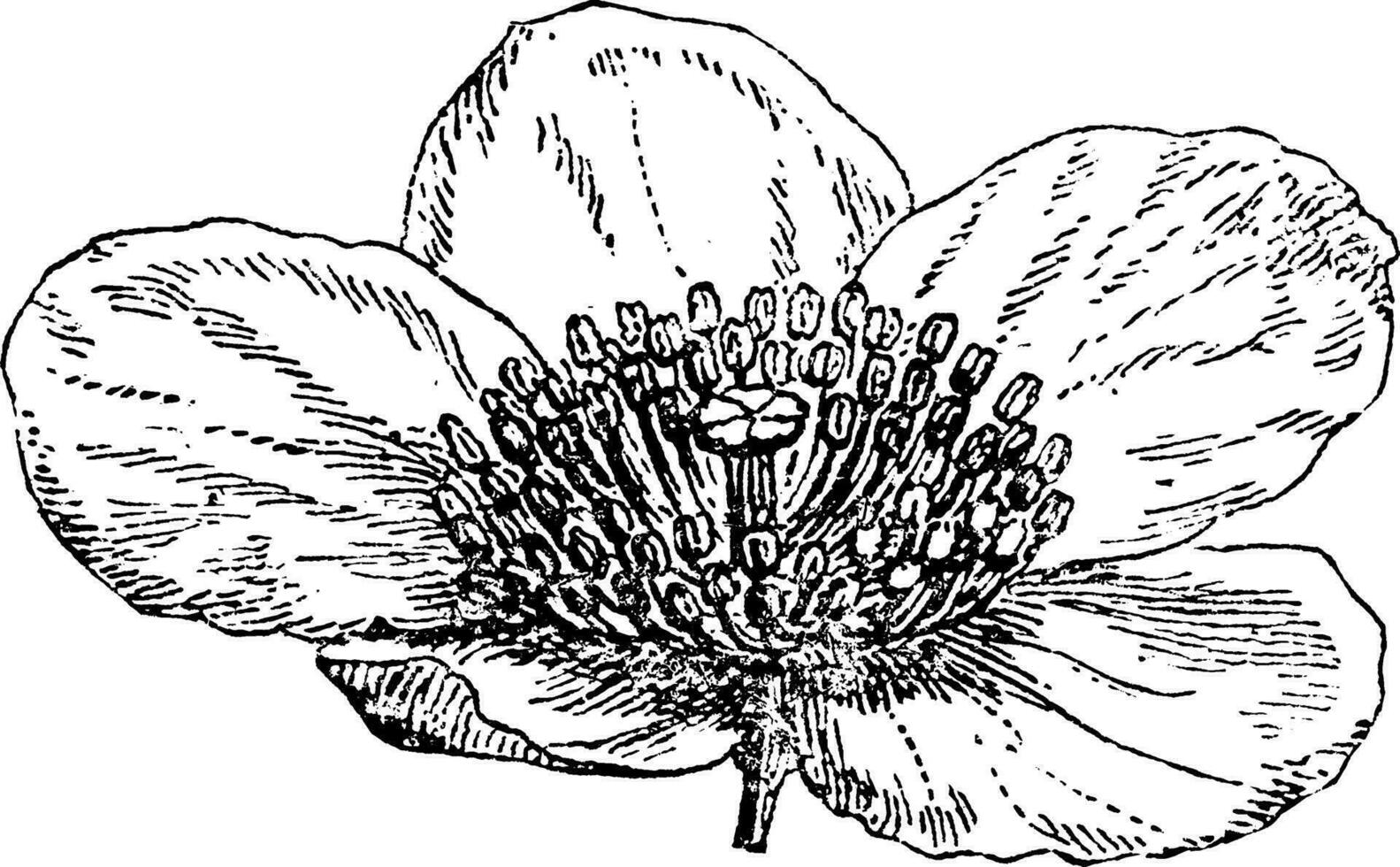 gordonia årgång illustration. vektor