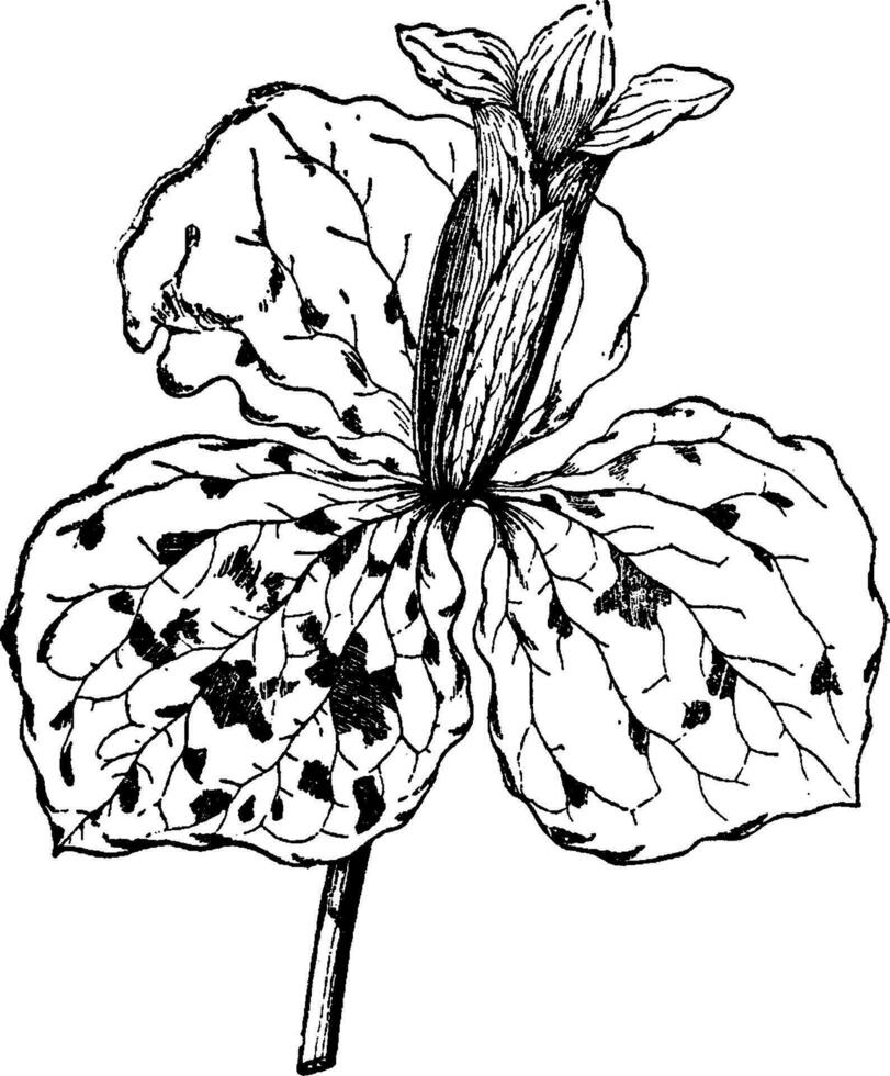 trillium sittande årgång illustration. vektor