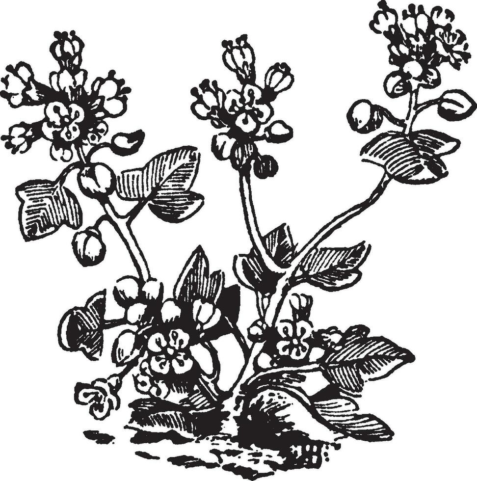 cochlearia danica årgång illustration. vektor